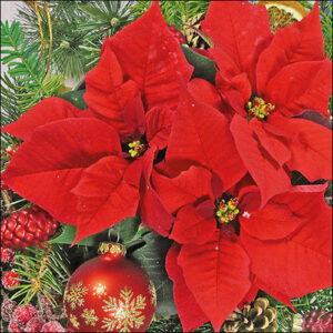 Tovaglioli 33×33 cm Red Poinsettia 20 pezzi *